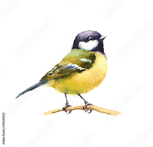 Watercolor Bird Tit On The Branch Hand Drawn Illustration isolated on white background