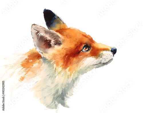 Watercolor Wild Animal Red Fox Looking Up Side View Hand Drawn Portrait Illustration isolated on white background