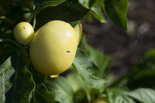 Fényképezés Capsicum Annuum, Alma Paprikas in the Vegetable Garden