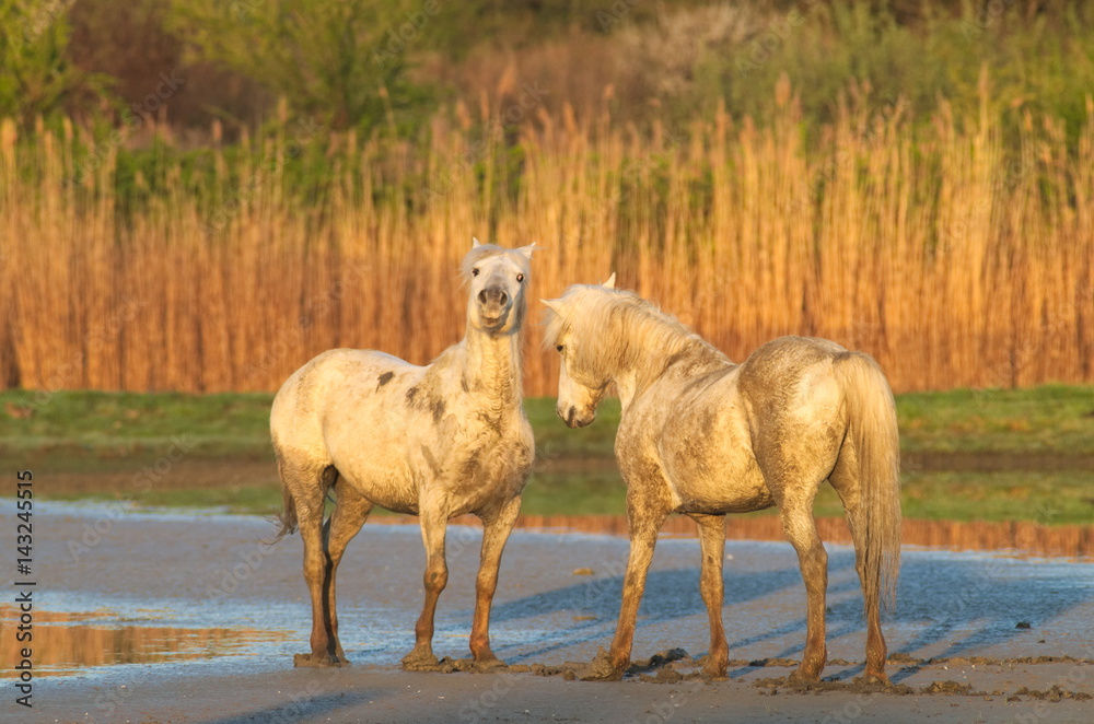 Obraz premium Camargue horses at the Isonzo river nature reserve 