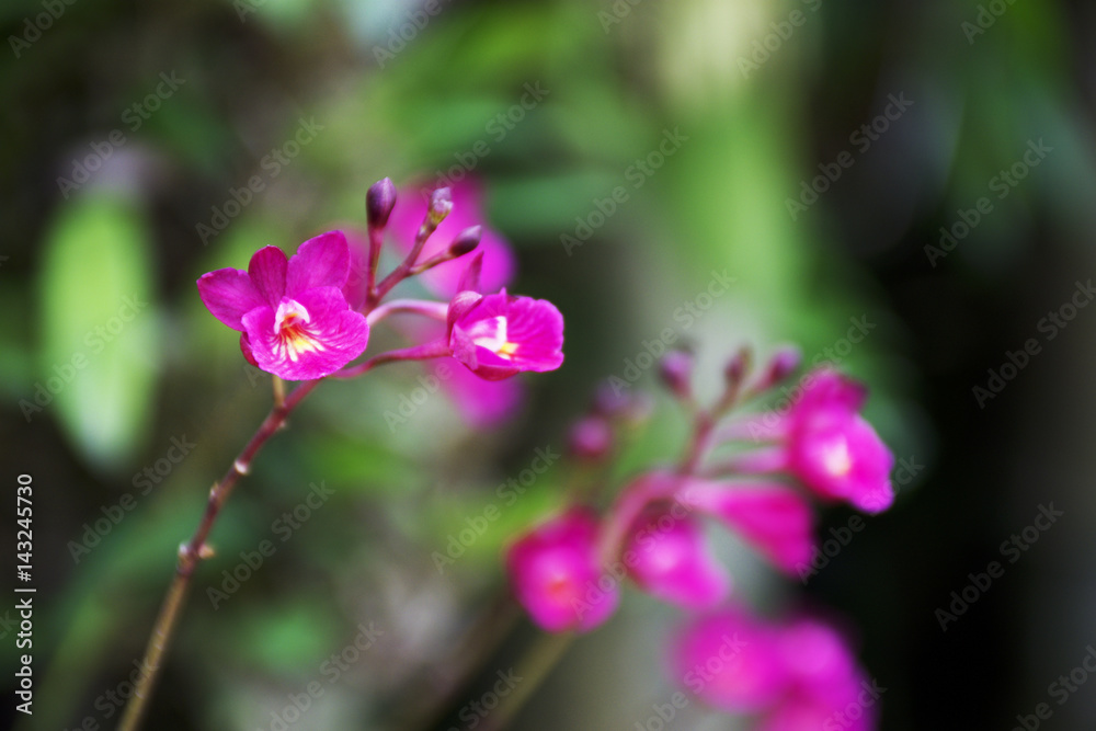 Purple Orchid in the garden Purple Orchid in the garden