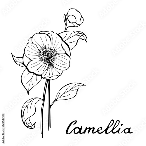 Stampa su tela Camellia Flower Botany Illustration