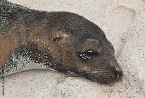 Close up of Sea Lion Resting on Sand