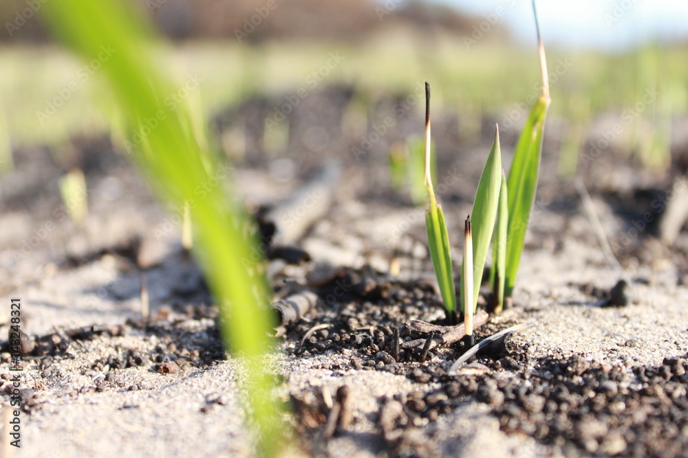a new grass sprig