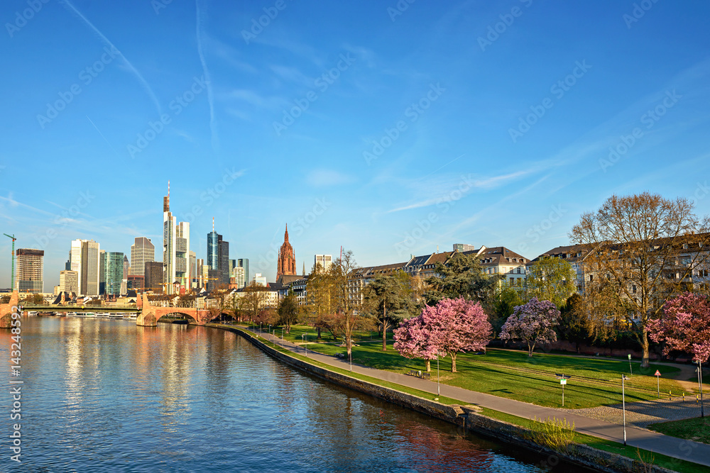 Fototapeta premium Frankfurt am Main with blooming Sakura, Germany