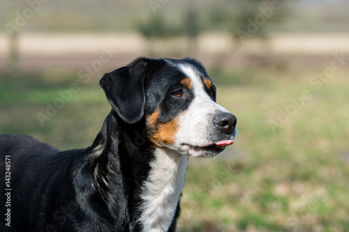 Großer Schweizer Sennenhund