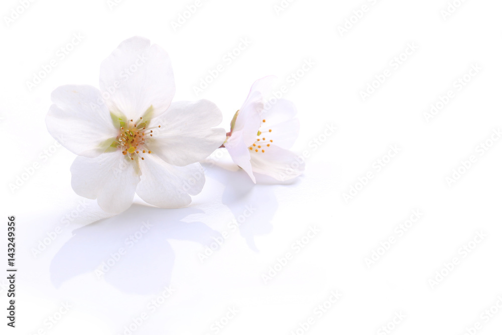 Fototapeta premium Japanese white cherry blossom isolated