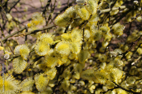 Obraz na płótnie Fluffy yellow willow branches. Spring. Background image.