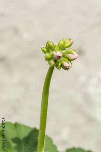 Fototapeta Naklejka Na Ścianę i Meble -  Bud geranium flower with green leaves.