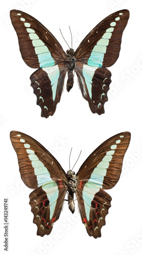 Top View of Spread Butterfly