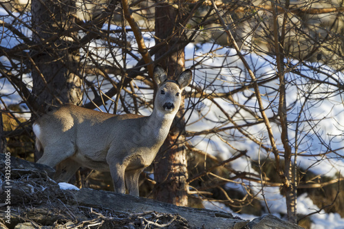 Fototapeta Naklejka Na Ścianę i Meble -  European roe deer 03