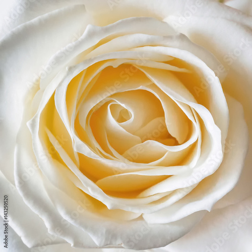 White rose bud close-up view from above. Floral background.