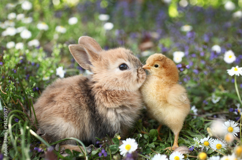 Billede på lærred Best friends bunny rabbit and chick are kissing