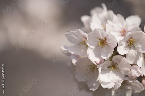 Fototapeta Naklejka Na Ścianę i Meble -  spring flower