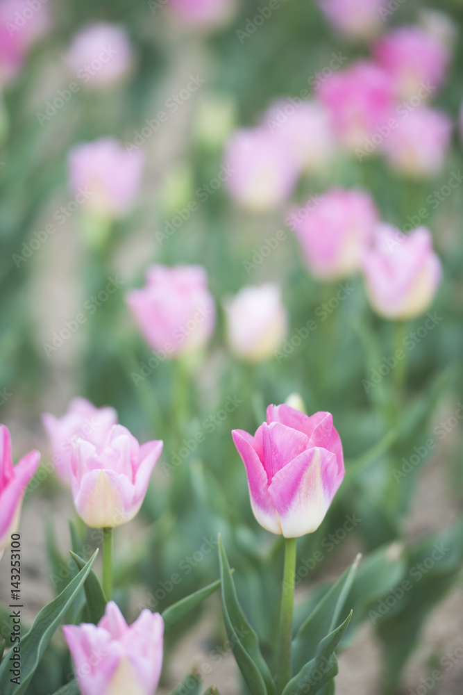 Fototapeta premium Cherry flowers and blue sky