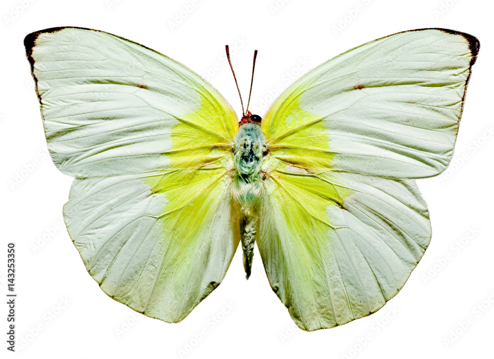 Fototapeta premium Top View of Spread Butterfly