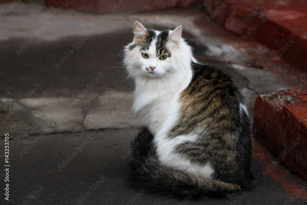 Obraz premium Cat sitting on the road.