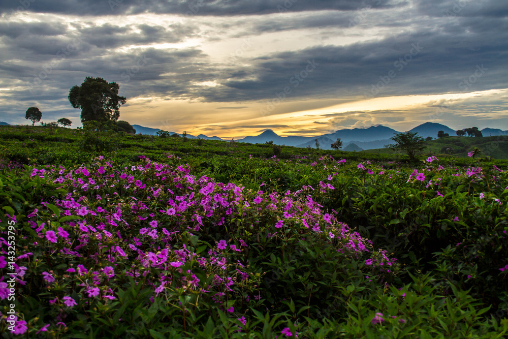 beautiful sunrise above the mountains ,violet blossom flowers, clouds from far