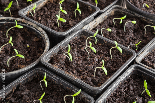 Quadro su tela Tomato plants evolve in the ground
