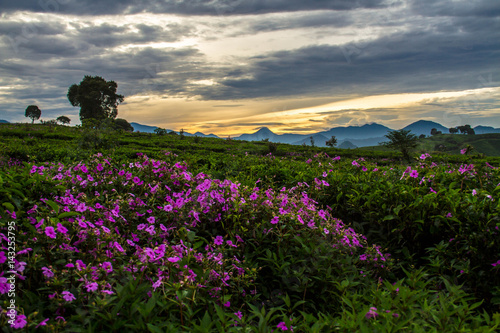 beautiful sunrise above the mountains  violet blossom flowers  clouds from far