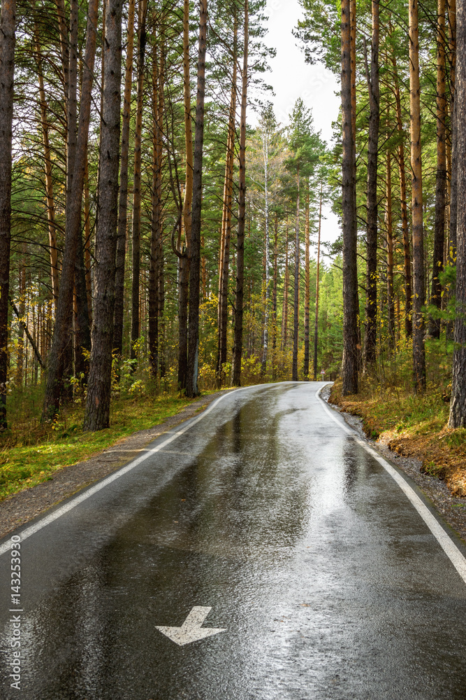 The road through the pine forest. Wet asphalt after rain The road through the pine forest. Wet asphalt after rain