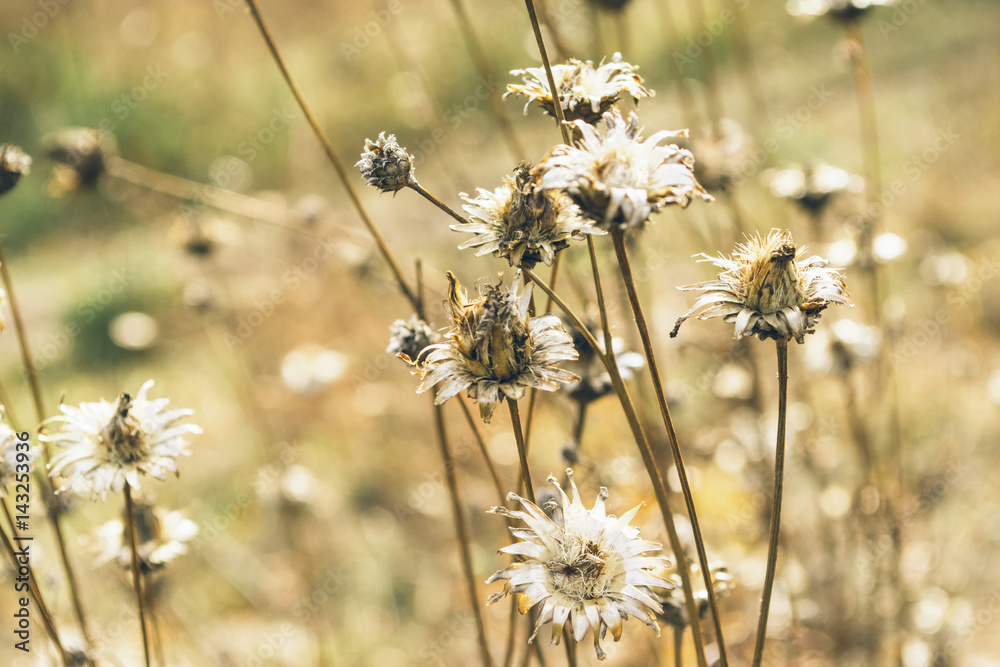 Dried wild plants, old grasses. The world around us. Selective focus. Dried wild plants, old grasses. The world around us. Selective focus.