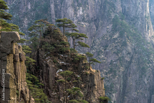 Landscape of Huangshan  Yellow Mountains . Huangshan Pine trees. Located in Anhui province in eastern China. It is a UNESCO World Heritage Site  and one of China s major tourist destinations.