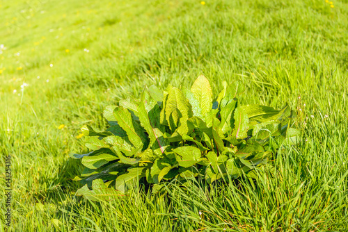Fotografija Young bitter dock plant between grasses in springtime