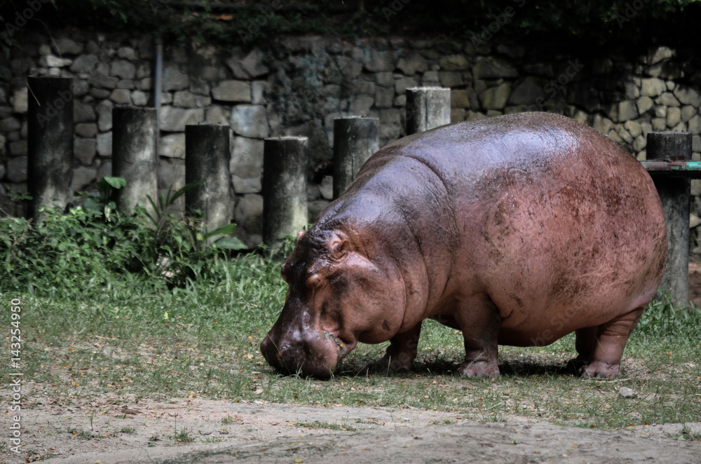 Hippopotamus Hippopotamus