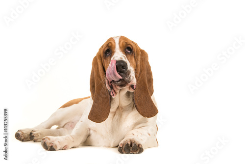 Basset hound lying on the floor facing the camera with its tongue out of its mouth licking its mouth isolated on a white background