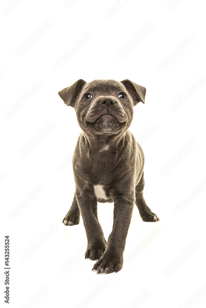 Obraz premium Cute grey stafford terrier puppy dog head up smiling facing the camera isolated on a white background