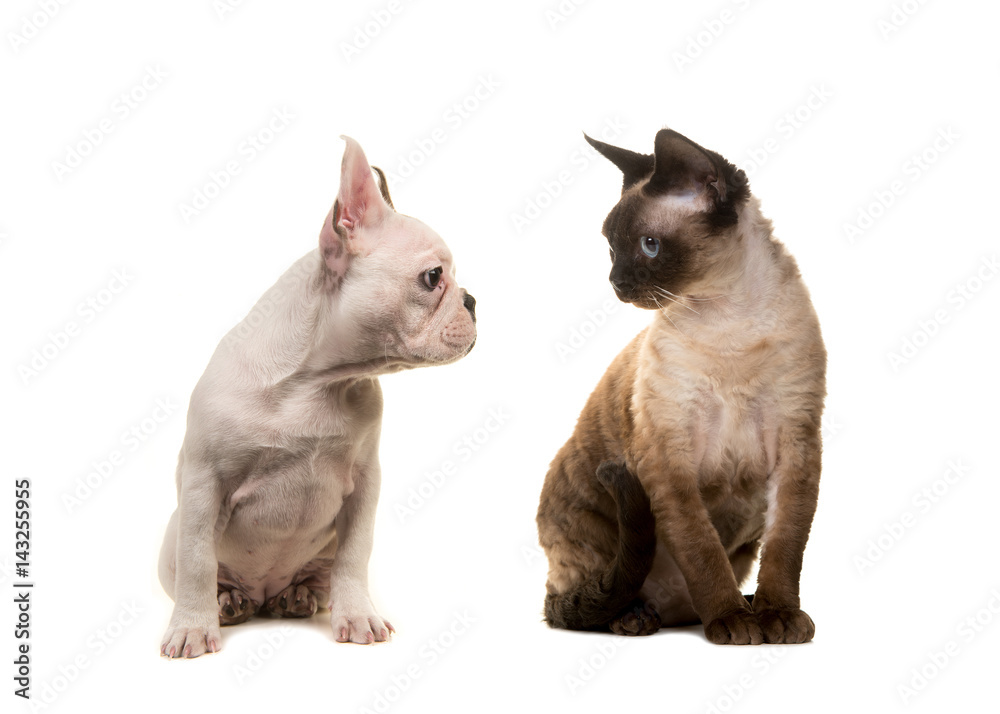 Obraz premium Cat devon rex and puppy dog french bulldog looking at each other on a white background
