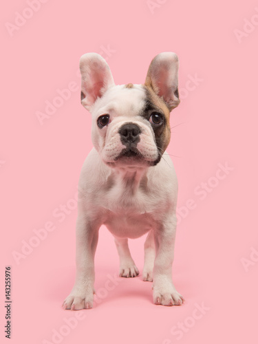 Cute standing french bulldog puppy seen from the front facing the camera on a pink background