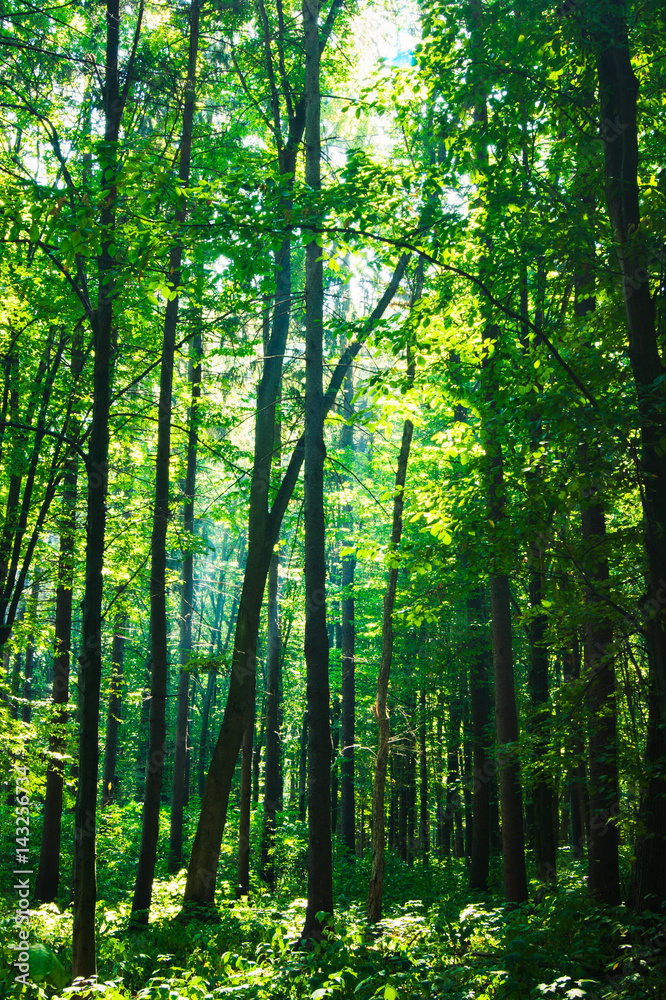 beautiful green forest