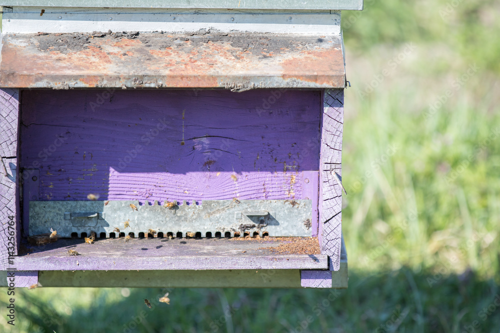 TICINO PARK - APRIL 03: purple hive dipped in a field, Ticino Park on April, 2017 in Lombardy, Italy TICINO PARK - APRIL 03: purple hive dipped in a field, Ticino Park on April, 2017 in Lombardy, Italy