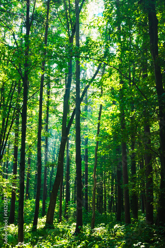 beautiful green forest © olllinka2