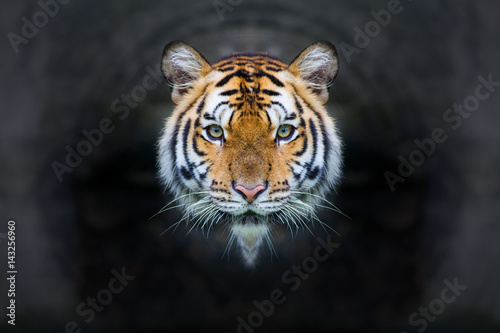 Close up face bengal tiger on black background