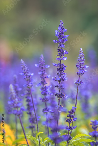 Purple lavender field.