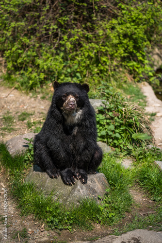 Black bear sitting on a rock and eating