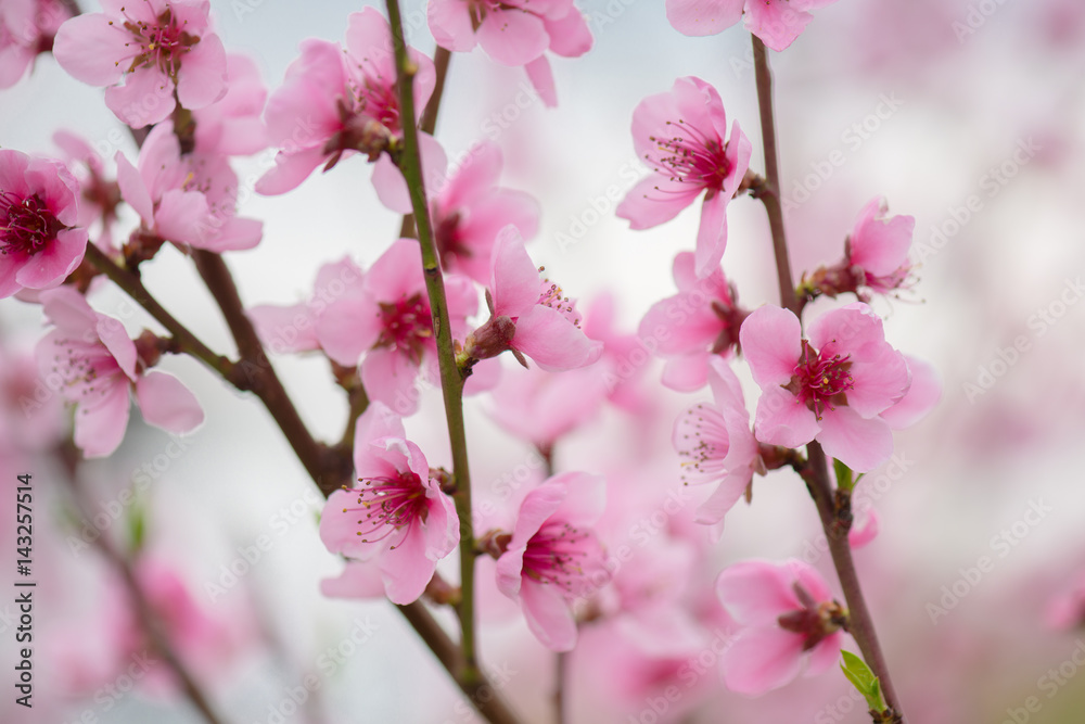 Pink blooming tree in garden, spring concept. Pink blooming tree in garden, spring concept.