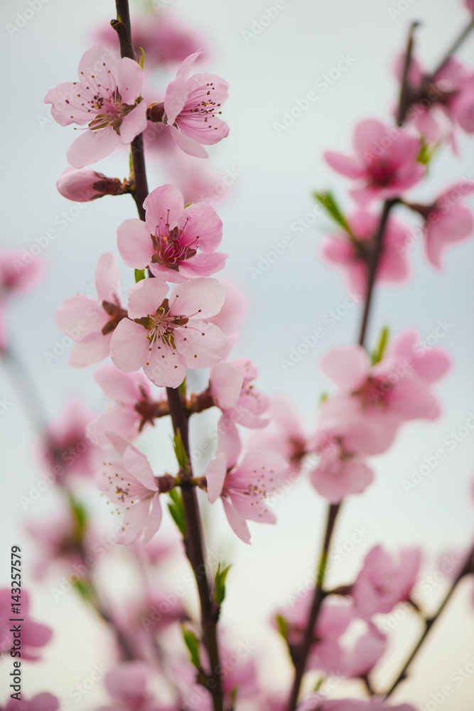 Pink blooming tree in garden, spring concept. Pink blooming tree in garden, spring concept.