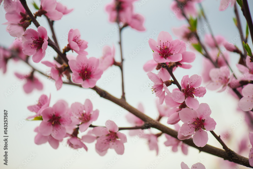 Pink blooming tree in garden, spring concept.