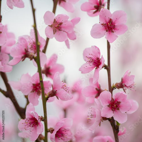 Pink blooming tree in garden  spring concept.