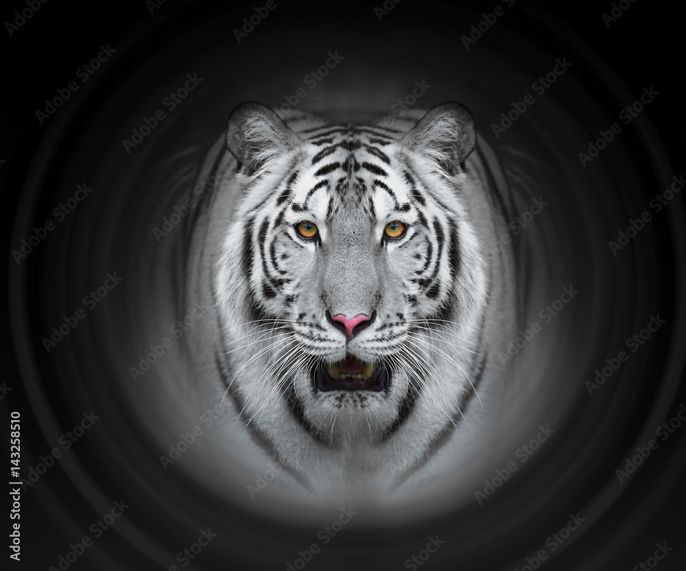 Obraz premium Close up face white bengal tiger in black background