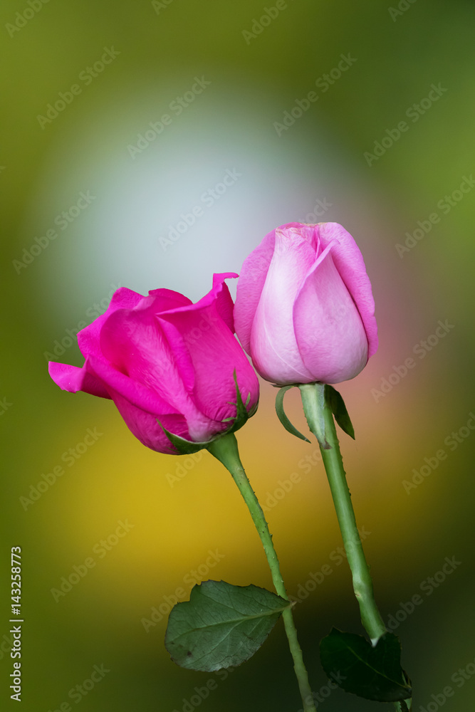 Fototapeta premium rose pink on nature background