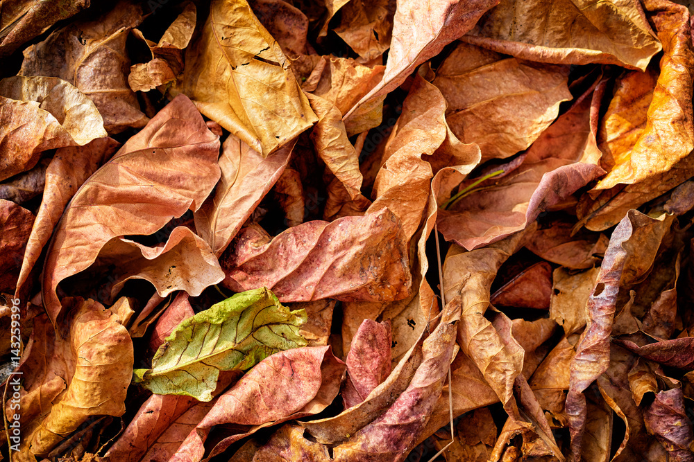 Autumn background. Dry yellow and red leaves texture.