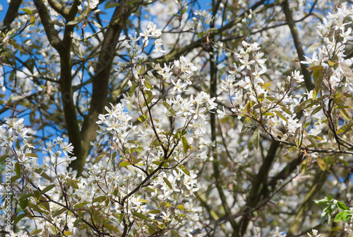 Blossom