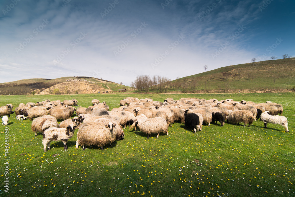 Fototapeta premium Herd of sheep on pasture in spring