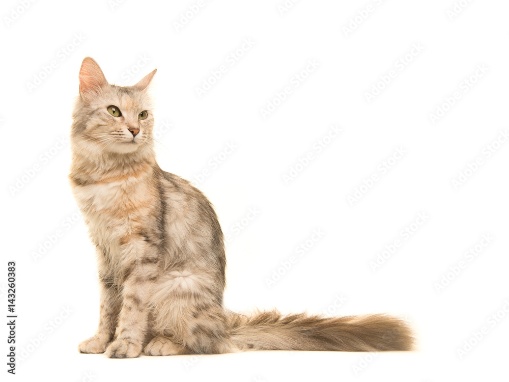 Fototapeta premium Tabby Turkish angora cat sitting looking back to the right seen from the side isolated on a white background