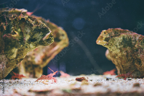 Red prawn on sand in aquarium. photo